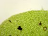 image of Hymenasplenium riparium