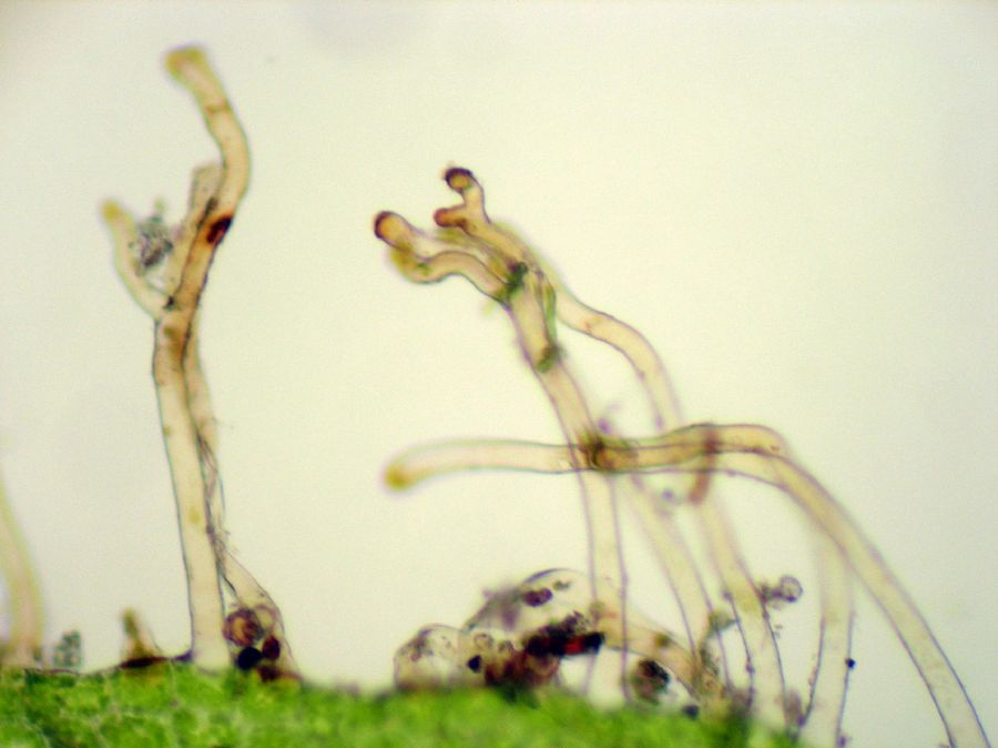 Aspleniaceae Hymenasplenium riparium