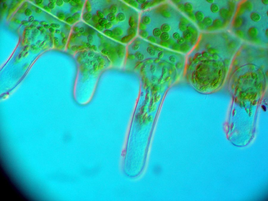 Aspleniaceae Hymenasplenium riparium