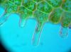 image of Hymenasplenium riparium