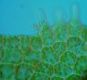 image of Hymenasplenium riparium