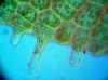 image of Hymenasplenium riparium