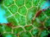 image of Hymenasplenium riparium