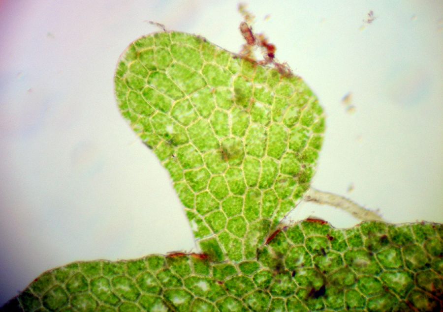 Aspleniaceae Hymenasplenium riparium