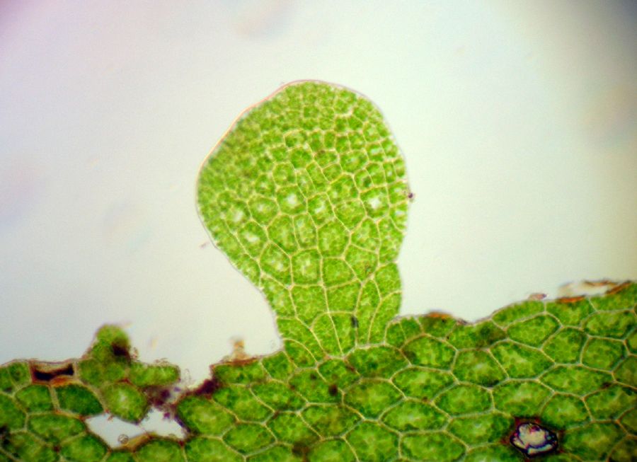Aspleniaceae Hymenasplenium riparium