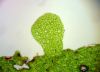 image of Hymenasplenium riparium