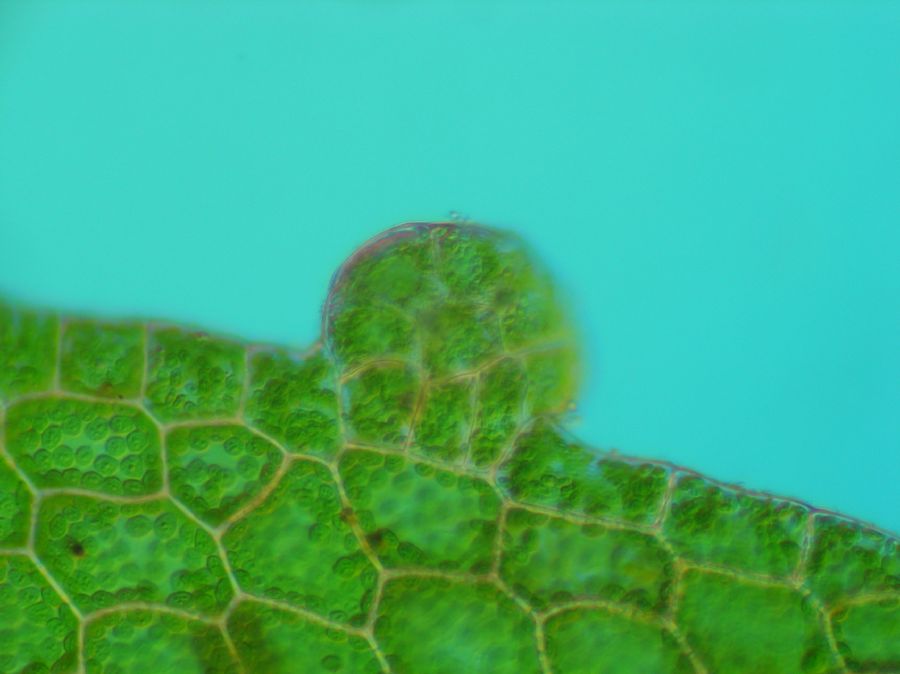 Aspleniaceae Hymenasplenium riparium