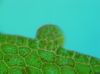 image of Hymenasplenium riparium