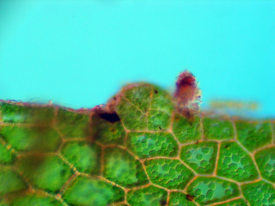 Aspleniaceae Hymenasplenium riparium