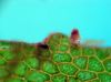 image of Hymenasplenium riparium