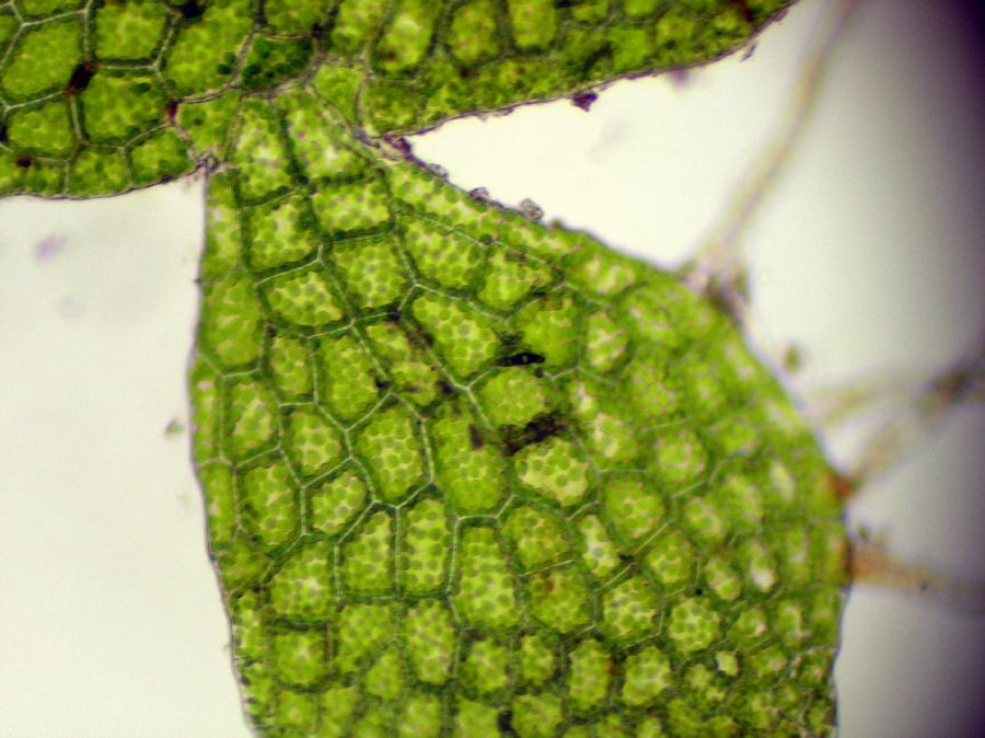 Aspleniaceae Hymenasplenium riparium