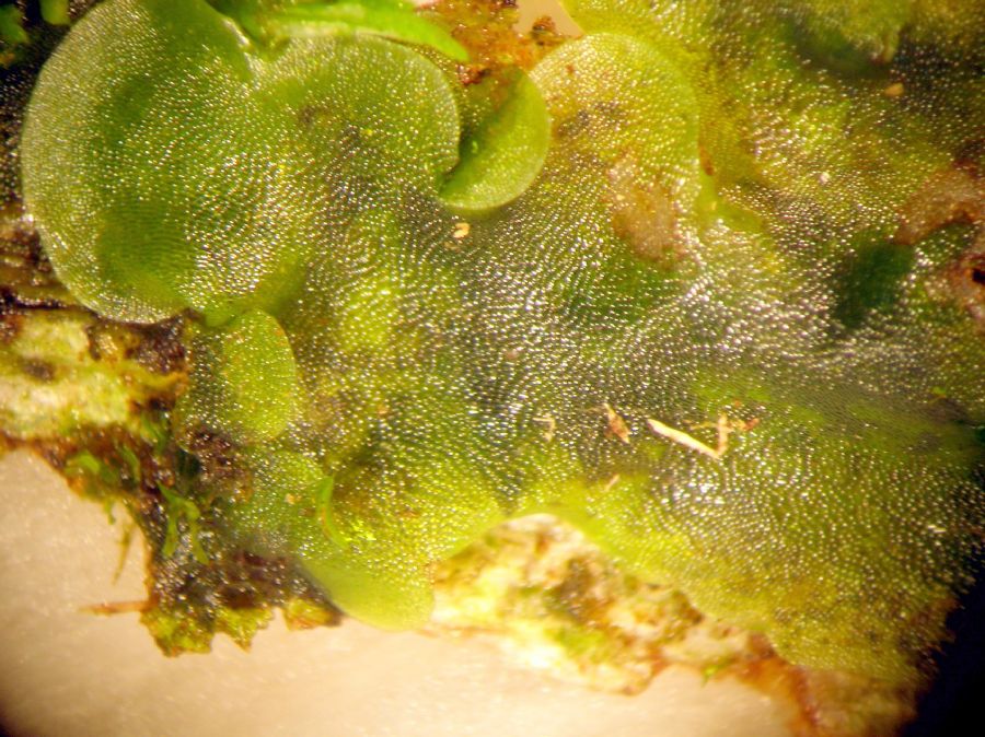 Aspleniaceae Hymenasplenium riparium