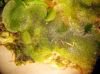 image of Hymenasplenium riparium