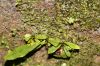 image of Campyloneurum aphanophlebium