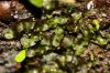 image of Campyloneurum aphanophlebium