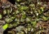image of Campyloneurum aphanophlebium
