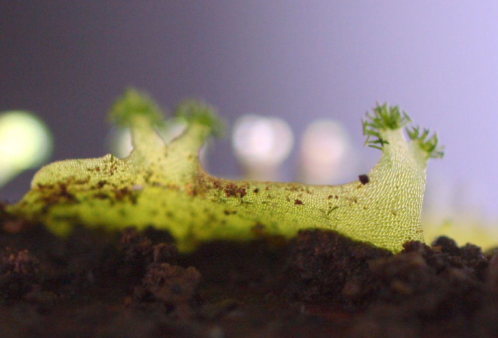 Pteridaceae Polytaenium feei