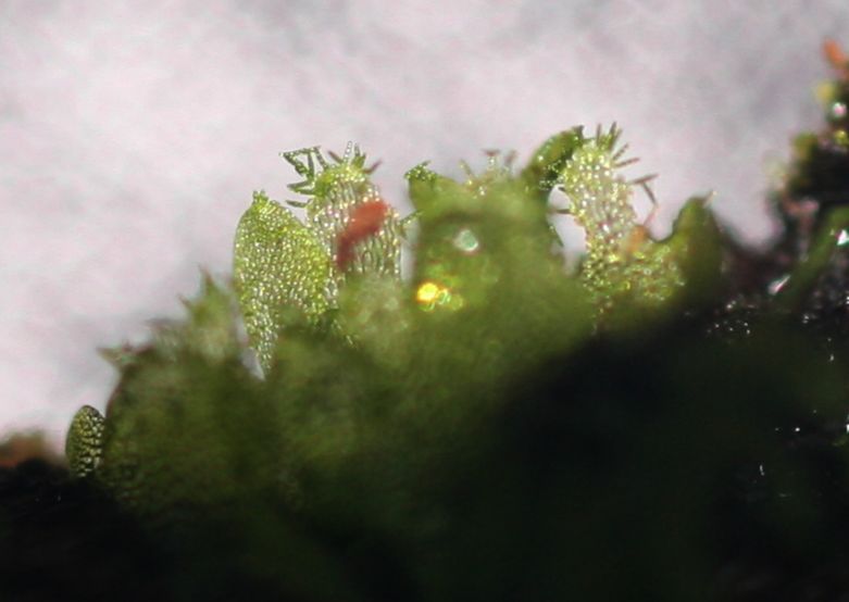 Pteridaceae Polytaenium feei