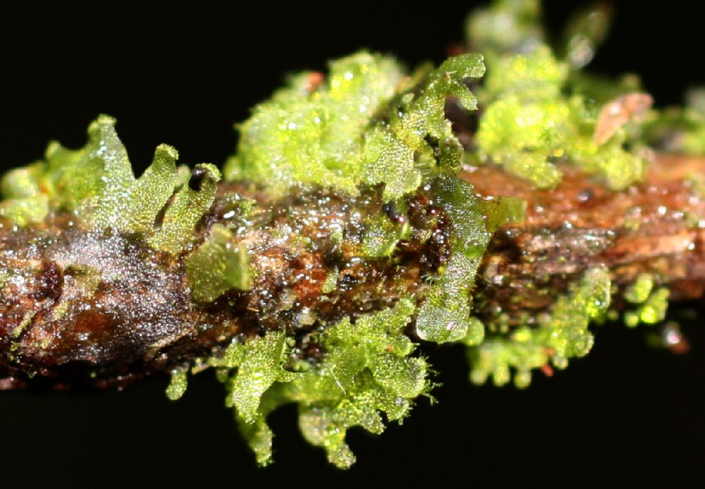 Pteridaceae Polytaenium feei
