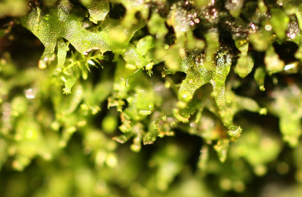 Pteridaceae Radiovittaria stipitata