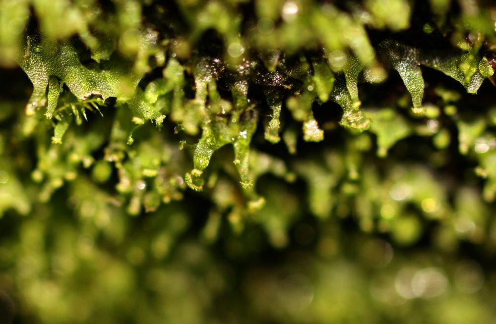 Pteridaceae Radiovittaria stipitata