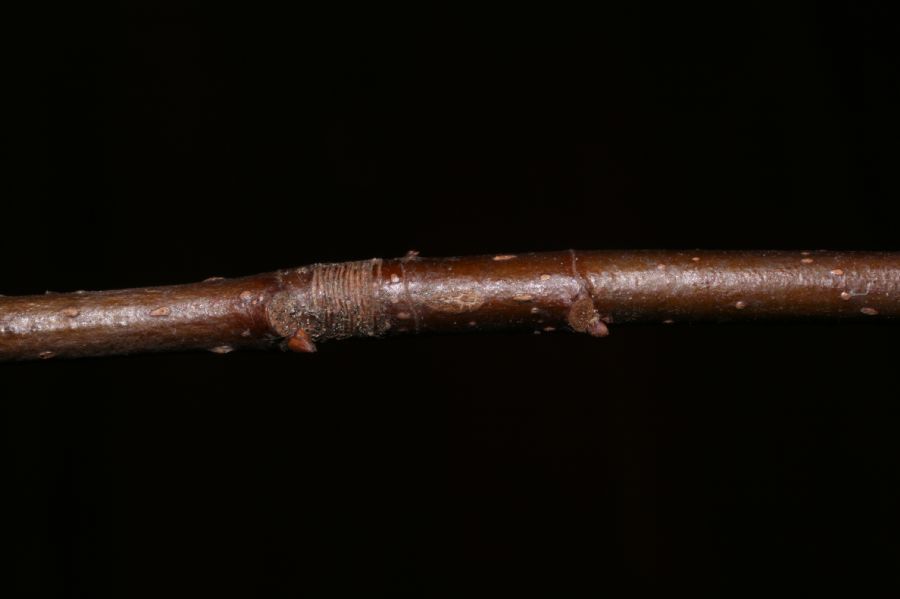 Fagaceae Fagus grandifolia