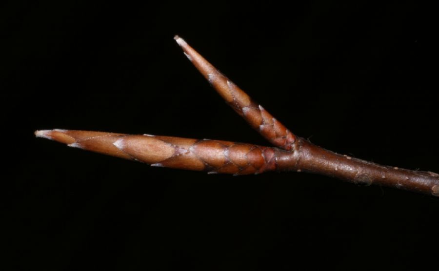 Fagaceae Fagus grandifolia