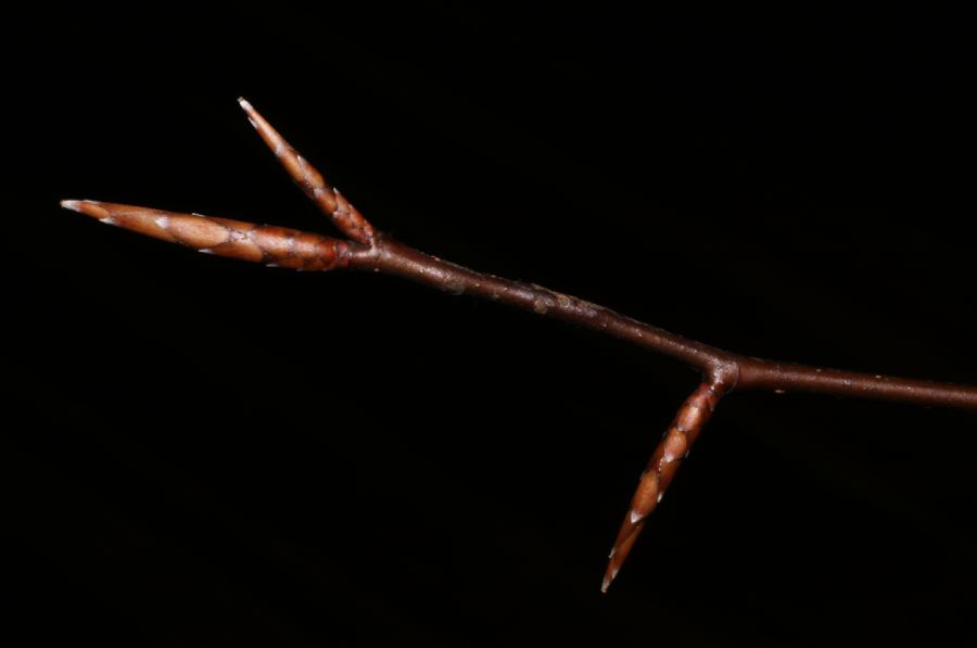 Fagaceae Fagus grandifolia