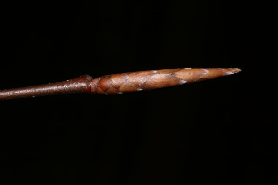 Fagaceae Fagus grandifolia