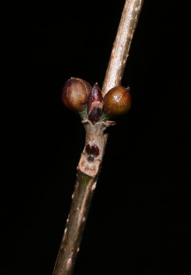 Lauraceae Lindera benzoin