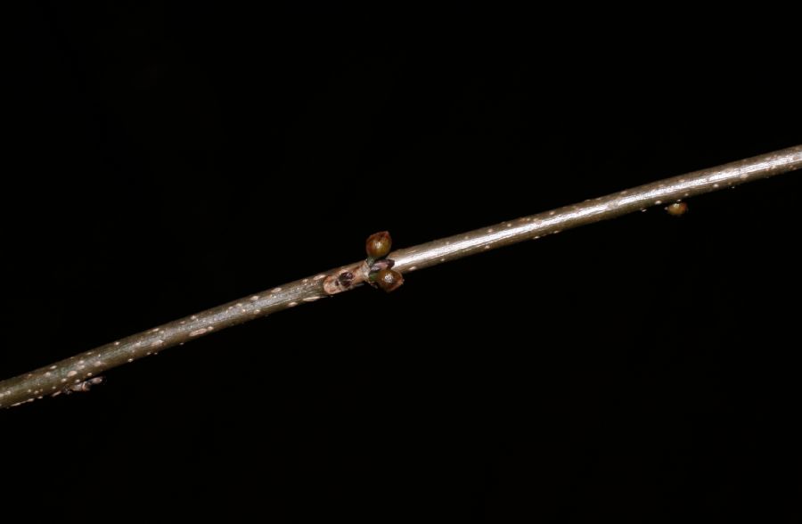 Lauraceae Lindera benzoin