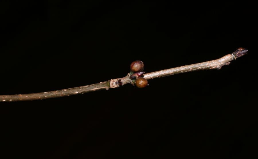 Lauraceae Lindera benzoin