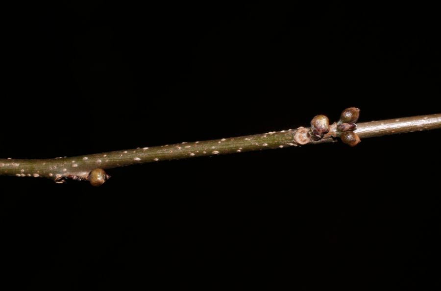 Lauraceae Lindera benzoin