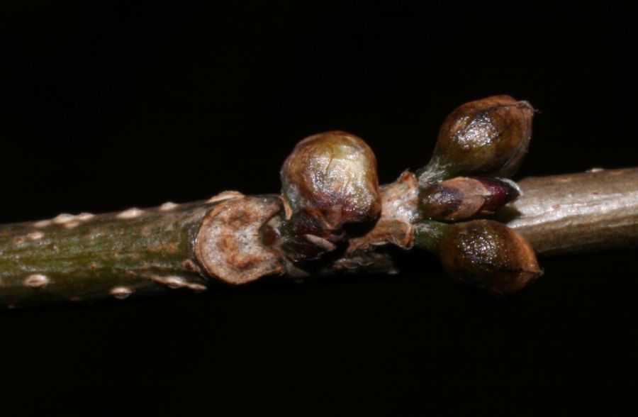 Lauraceae Lindera benzoin