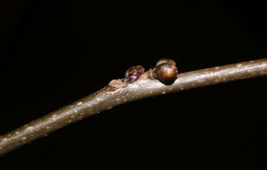 Lauraceae Lindera benzoin