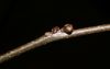 image of Lindera benzoin