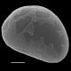 image of Teratophyllum ludens