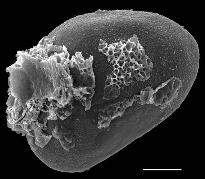 Lomariopsidaceae Teratophyllum ludens