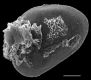 image of Teratophyllum ludens