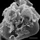 image of Teratophyllum ludens