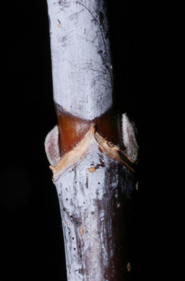 Aceraceae Acer negundo