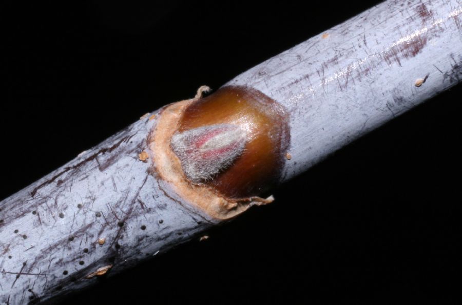 Aceraceae Acer negundo