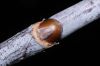 image of Acer negundo