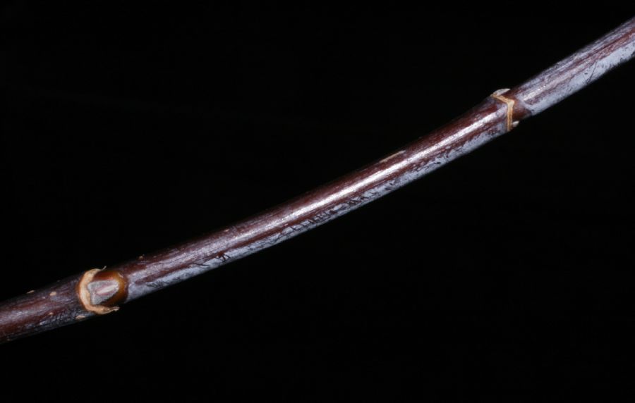 Aceraceae Acer negundo