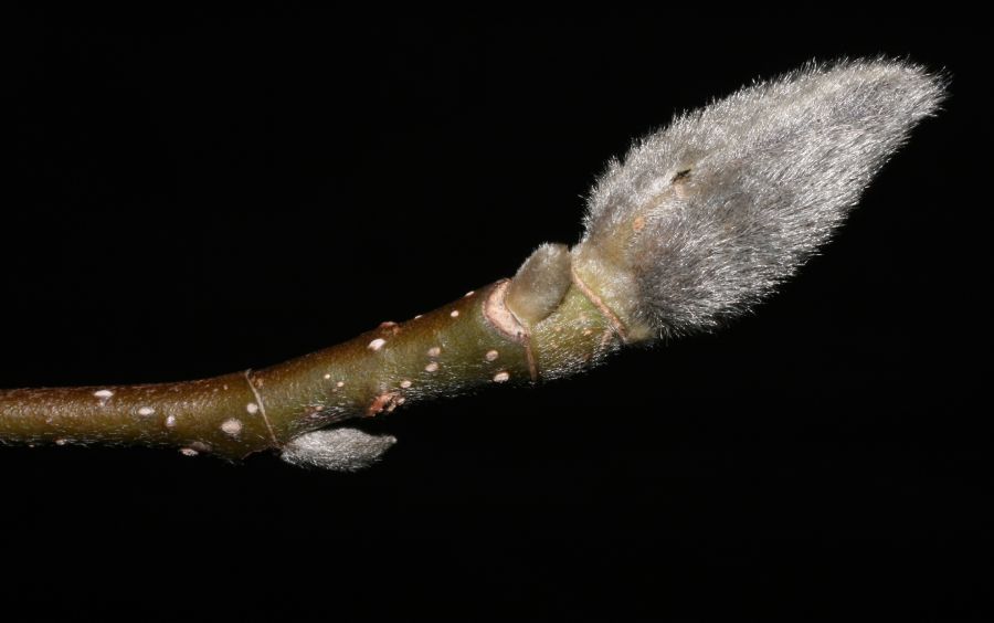 Magnoliaceae Magnolia 