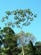 image of Cecropia obtusifolia