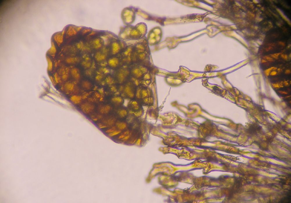Polypodiaceae Microgramma percussa