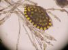 image of Microgramma percussa