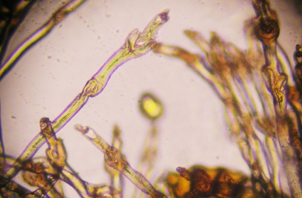 Polypodiaceae Microgramma percussa