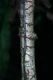 image of Campyloneurum serpentinum